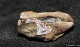 Triceratops Tooth #1138-3